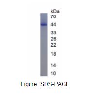 CD200分子(CD200)真核蛋白