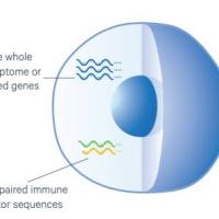 单细胞 TCR/BCR测序