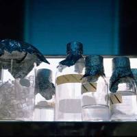 CAS:1124-05-6、≥97%、2,5-二氯对二甲苯