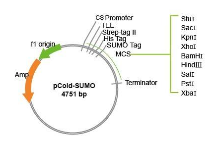 CD200分子(CD200)真核蛋白