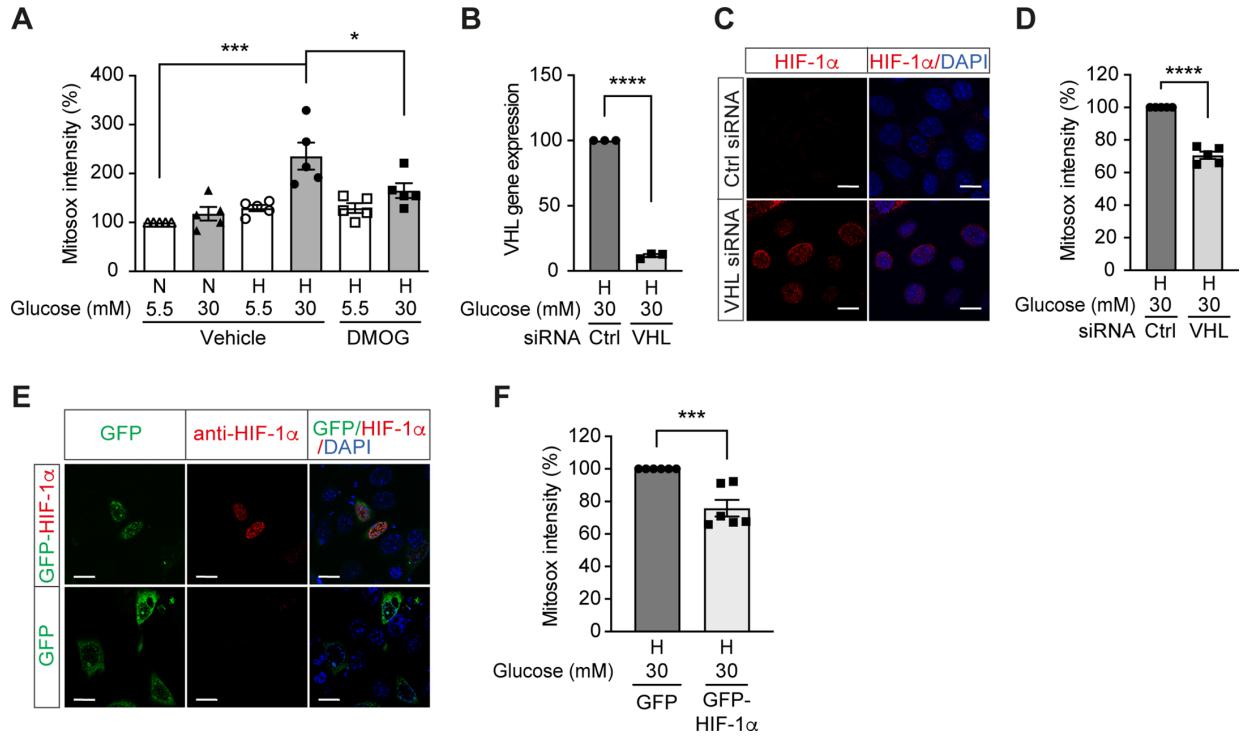低氧/厌氧产品案例——低氧与糖尿病研究