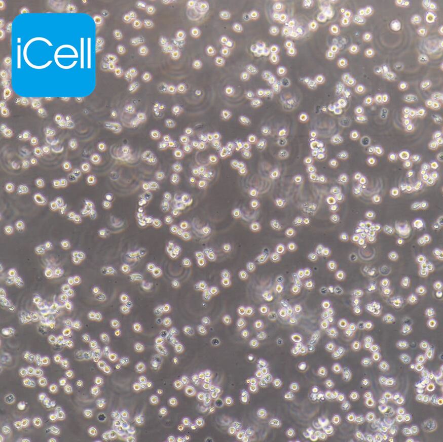 HL-60 人早幼粒白血病细胞  STR鉴定