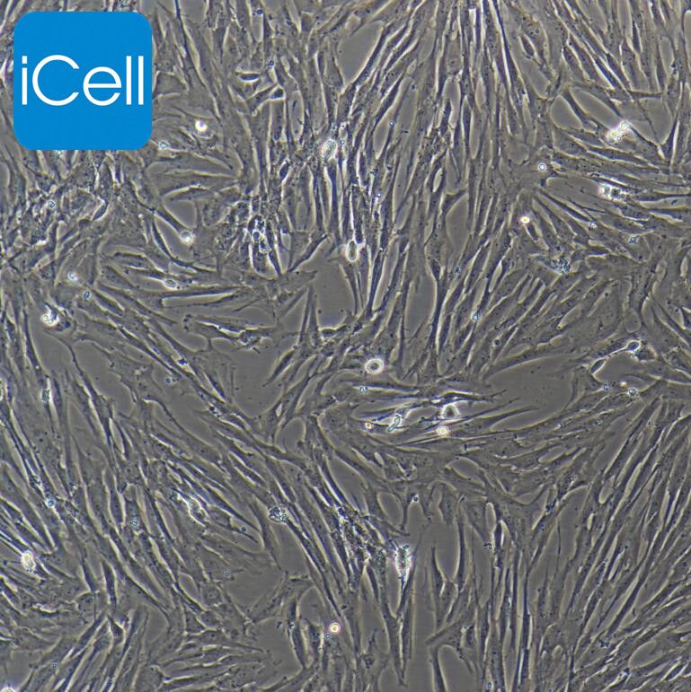 猪主动脉平滑肌细胞  免疫荧光鉴定 镜像绮点（Cellverse）