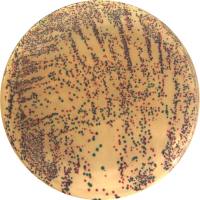 大肠杆菌肠杆菌显色琼脂(EEC)