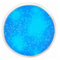 EC 琼脂(含荧光 MUG)