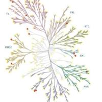4D/TMT蛋白质组学+4D/TMT蛋白磷酸化