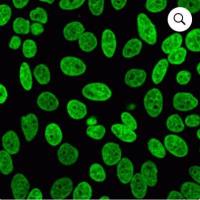 NucSpot® 470, 1000X in DMSO 40083-T