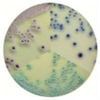 念珠菌显色培养基