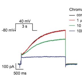 CiPA心脏多离子通道效应-KCNQ1/E1检测
