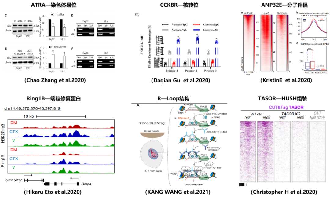 数十篇文献解析证实CUT&Tag如何完胜ChIP_公司新闻_丁香通