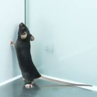 大鼠骨关节炎（OA）模型