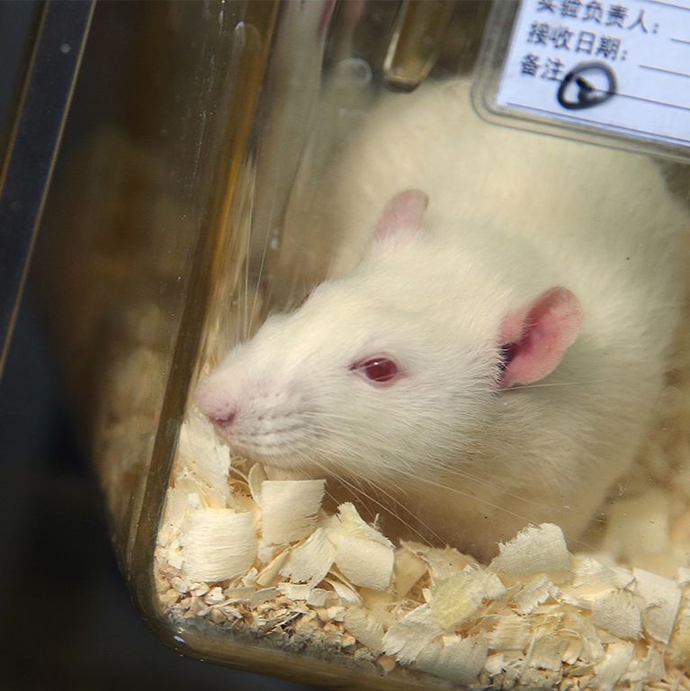 特应性皮炎小鼠模型-北京,广州,上海疾病动物模型