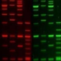 GelGreen Nucleic Acid Stain, 10,000X in water 41005