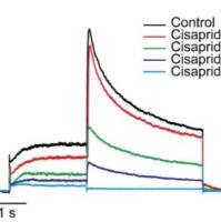 CiPA心脏多离子通道效应-hERG检测