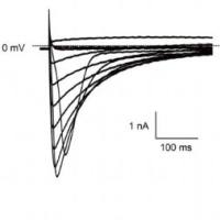 CiPA心脏多离子通道效应-Cav1.2检测