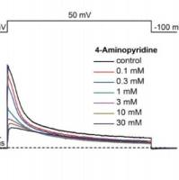 CiPA心脏多离子通道效应-Kv4.3检测