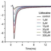 CiPA心脏多离子通道效应-Nav1.5检测
