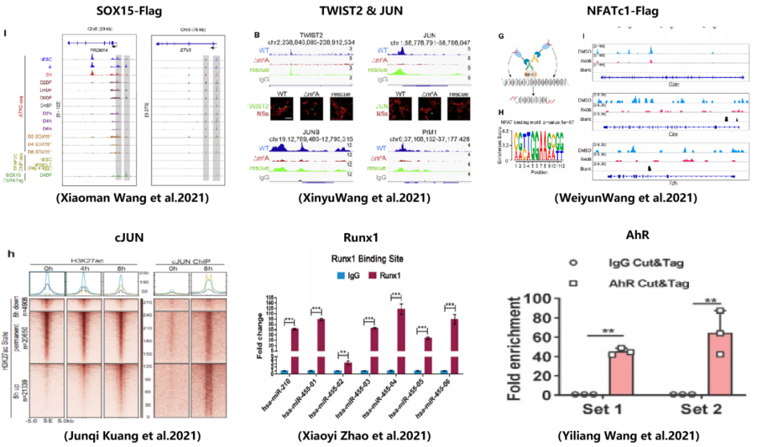 数十篇文献解析证实CUT&Tag如何完胜ChIP_公司新闻_丁香通