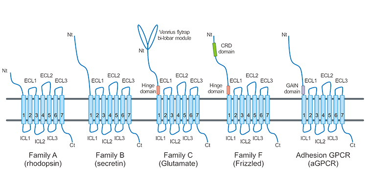 GPCR分类与结构