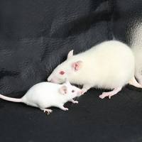 深Ⅱ0烫伤大鼠模型