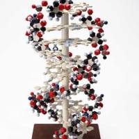 CAS:10236-47-2、≥98% (HPLC)、柚皮苷