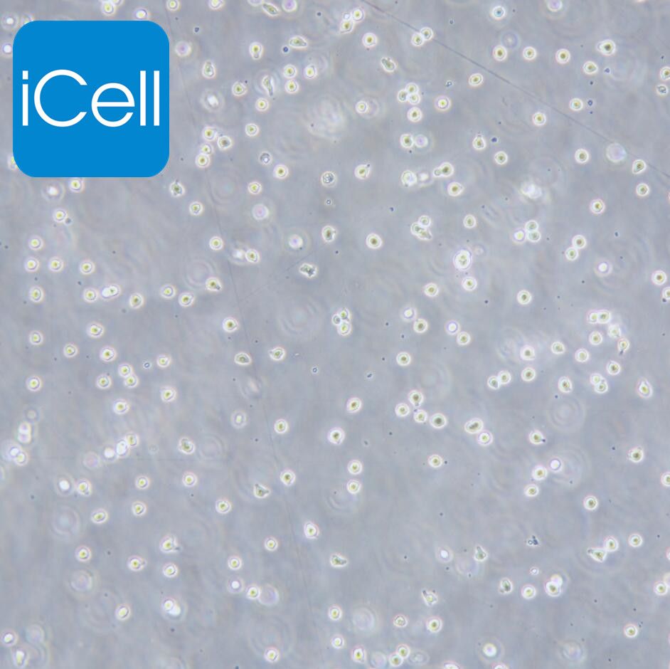 KG-1a 人急性骨髓白血病细胞/STR鉴定/镜像绮点（Cellverse）