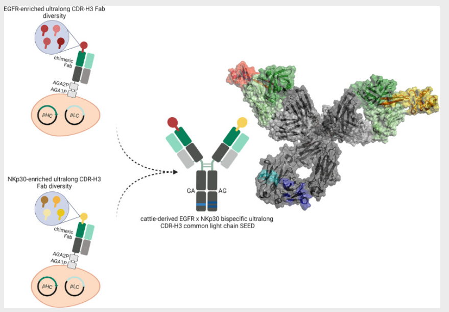 生物分析三剑客应用案例 | Merck双特异性抗体表征方法建立