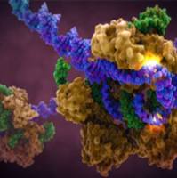 CAS:472-15-1、≥98% (HPLC)、桦木酸