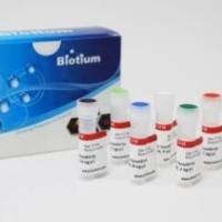 AccuBlue高灵敏度双链DNA标准，一套八个, 0.5 mL each 31006C