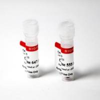 Cyanine 555 Aminooxy 96009