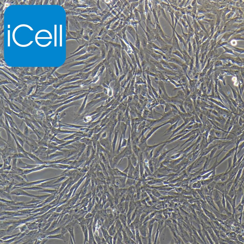 猪小肠上皮细胞永生化/免疫荧光鉴定/镜像绮点（Cellverse）