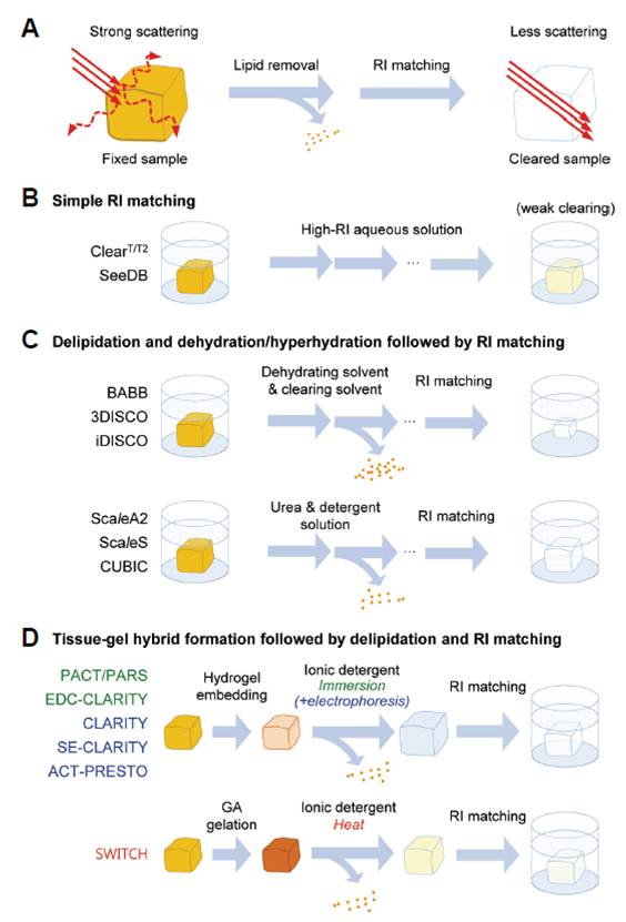 组织透明化主流方式概述