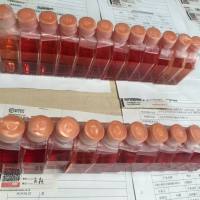 小鼠胰岛β细胞/免疫荧光鉴定细胞/镜像绮点（Cellverse）