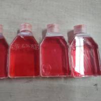 小鼠颌下腺上皮细胞/免疫荧光鉴定/镜像绮点