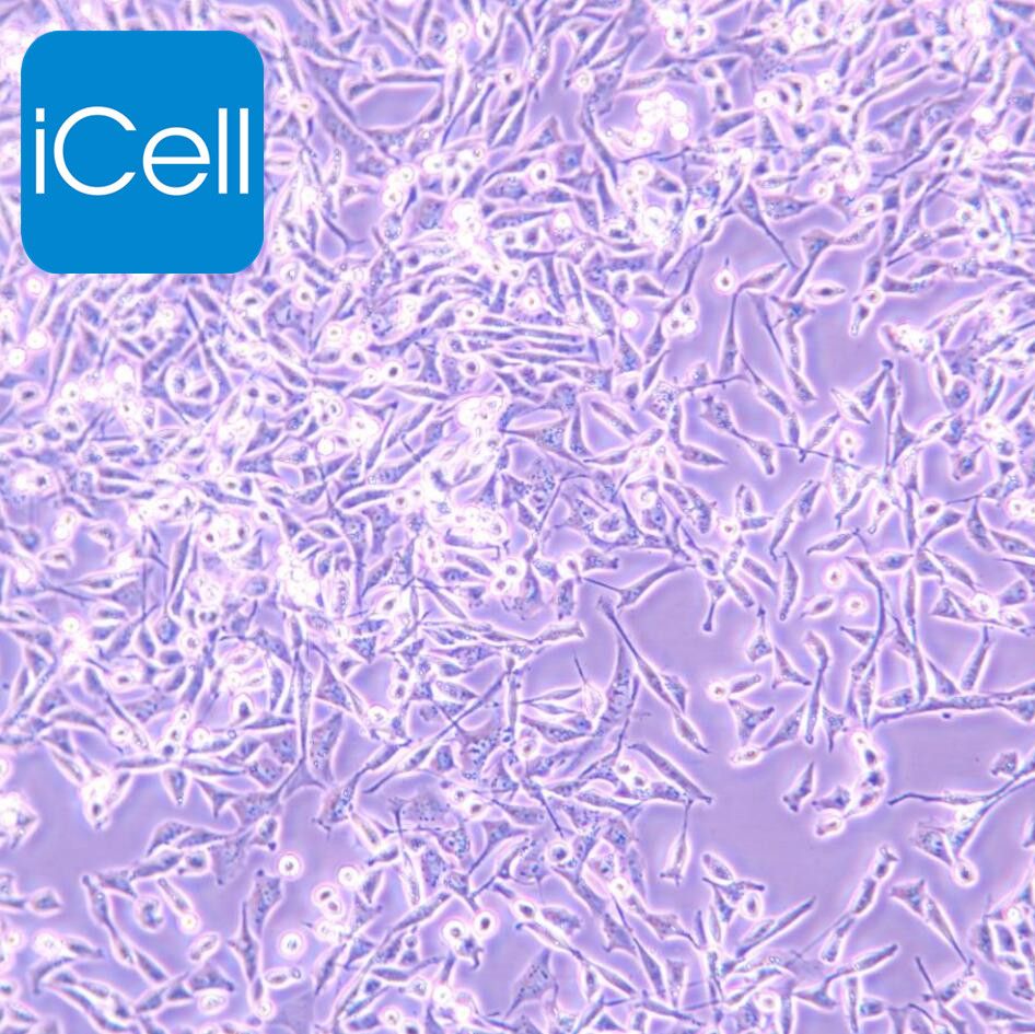 A-204 人横纹肌肉瘤细胞/STR鉴定/镜像绮点（Cellverse）
