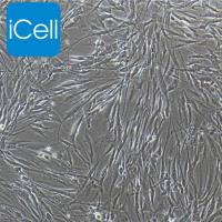 人甲状旁腺细胞永生化/免疫荧光鉴定