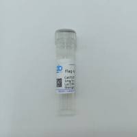 Flag标签小鼠单克隆抗体