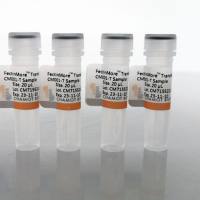 FectinMore™  Transfection Reagent转染试剂
