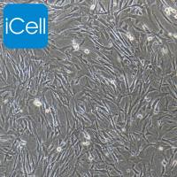 小鼠胰腺星状细胞永生化/免疫荧光鉴/镜像绮点