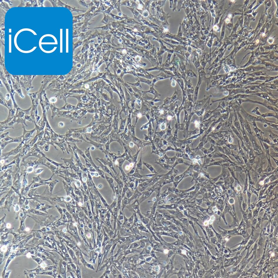 鸡胚气管黏膜上皮细胞永生化  种属鉴定