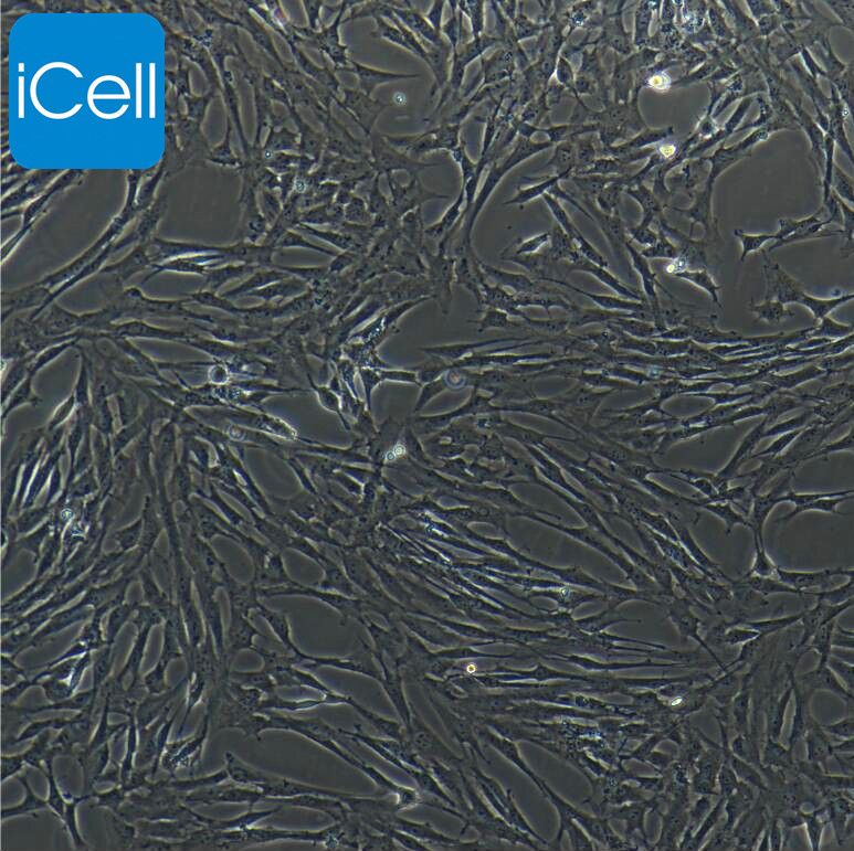 猪骨骼肌卫星细胞永生化  免疫荧光鉴定 镜像绮点（Cellverse）
