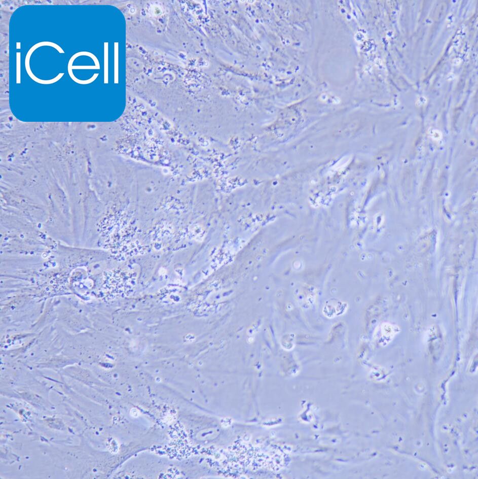 CCD841 CON 人正常结肠上皮细胞  STR鉴定  