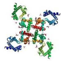 钠通道 Voltage gated sodium channel (VGSC, NaV)