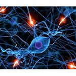 中枢神经系统发现性药理学研究