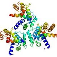 钙通道 Valtage gated calcium channel (VGCC, CaV)