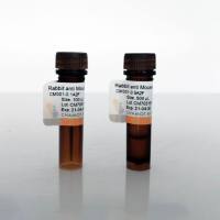 标签抗体Mouse anti-GST tag mAB