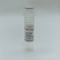 GFP标签小鼠单克隆抗体