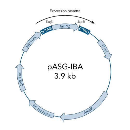 pASG-IBA3 vector
