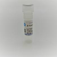 β-tubulin小鼠单克隆抗体