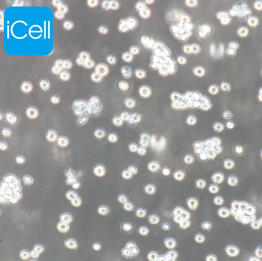 P388 小鼠白血病细胞 种属鉴定